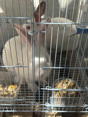 أرنب في صحة جيدة زوج