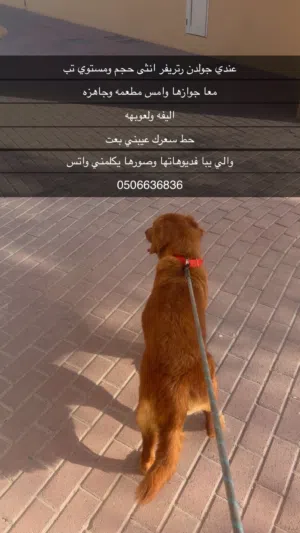 بيعه مستعجلله