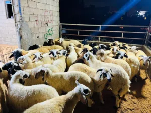 السلام عليكم يوجد اضاحي عيد