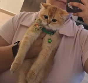 Pure Beautiful British Short Hair Ny12 Golden Chinchilla kitten