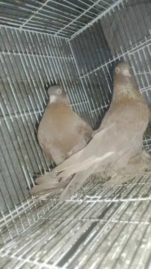 جوز شكلاب اسباني كيف افتح خوت في العش