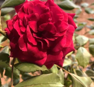 فرح 