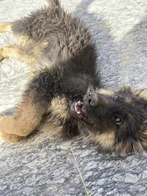 German Shepherd3