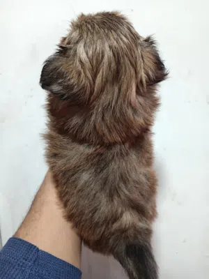 جرو مالتيز لون كابتشينو ذكر