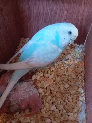 السلام عليكم ورحمه الله وبركاته متوفر كوبي بقالينو تحت اربع فروخ كوبيه ماكينه بسم الله ما شاء الله