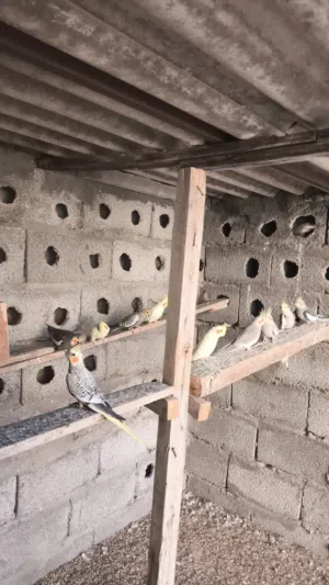 بسم الله ماشاء الله 11الطرف كوكتيل كلهم انتاج  كبار الألوان حبشي لاتينو إيزبيل