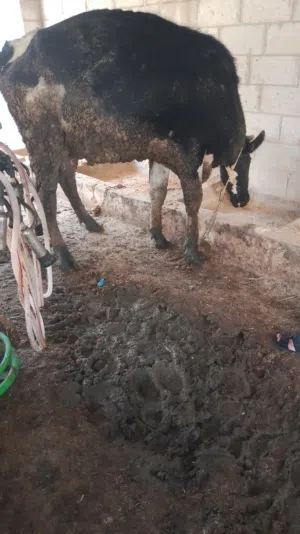 حليب بقر طازج