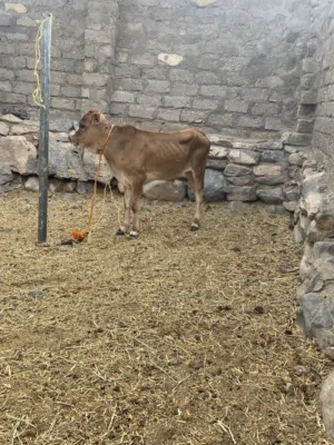 عجل عماني ما الدر