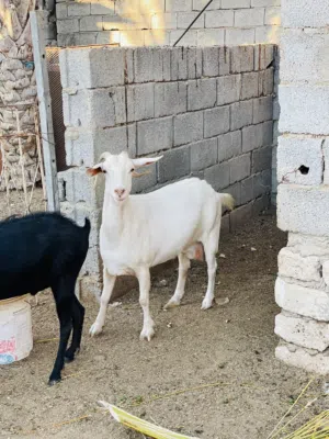 زوز  ماعز للبيع حليب ماعيز ربي يبارك