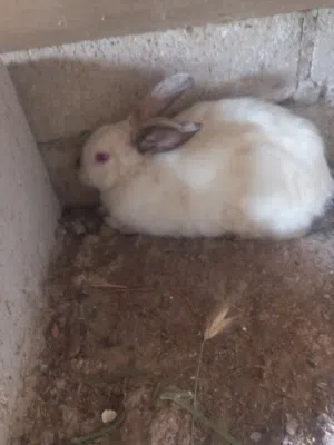 عمران اسامه العزام 
