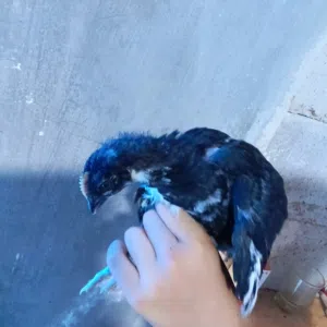 صيصان استرالوب لون اسود، عمر الصوص 28يوم، ماخذه المطاعيم  النيوكسل واي بيه وفيتامينات، متوفر 28صوص