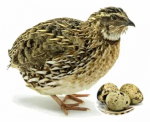 مطلوب سمان سوبر جامبو عمر سبوعين