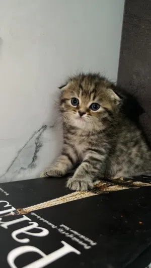قطط سكوتش ستريت وسكوتش فولد