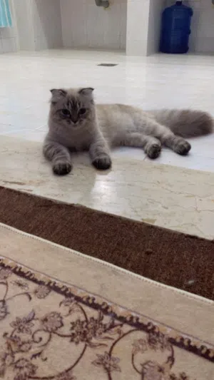 قطة سيامي لطيفة