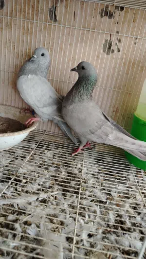 زوج سليتي
