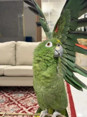 بغبغاء امزون