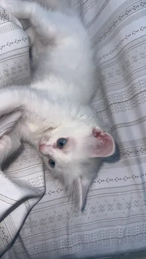 قطه جميله جداً للبيع الام شيرازيه الاب  نص نص
