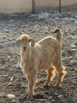 للبيع جدي جامودي مال هديد