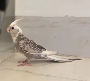 كوكتيل للبيع