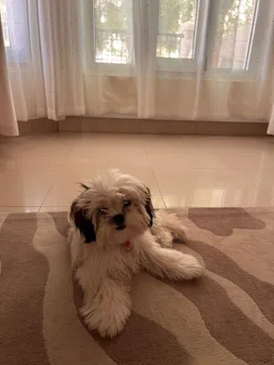 5 Months Female Shih Tzu Puppy for Sale