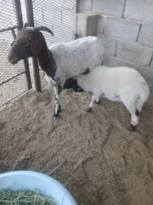 نعجة سنها اول جمع تحتها فطيمه عمر فطيمتها تلات شهور ونص