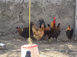 دجاج عماني للبيع