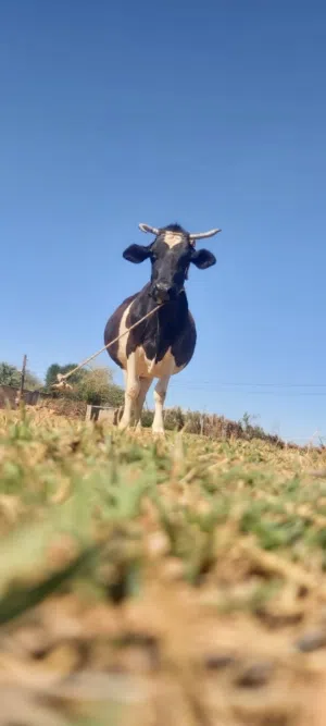 بقره للبيع /ماشاءالله تبارك الله اللهم بارك اللي جاد في الشراء يتواصل على الرقم