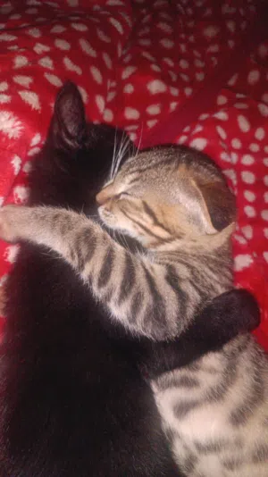 adoption for both cats