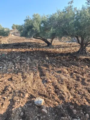 Farm Land for Sale in Tulkarm Kafr AlLabad