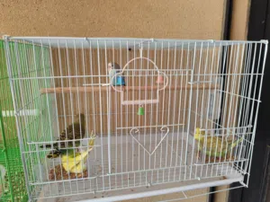 طيور بادجي للبيع