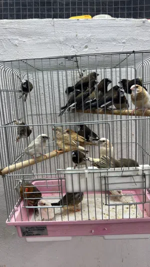 للبيع زيبرا بنقليز