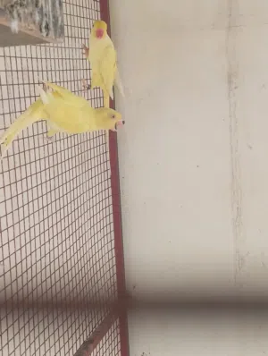 زوج دره منتج
