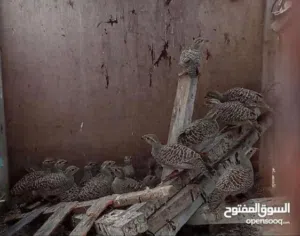 صفارد عمانيات للبيع