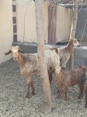 للبيع شاه من حلال الجواميد تحتها سخله