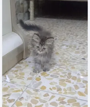 قط شيرازي اااا