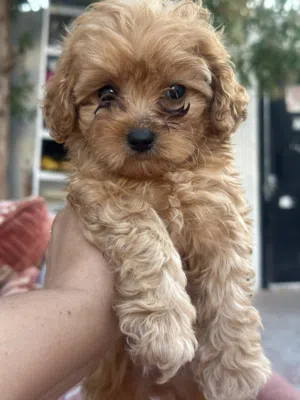 Maltipoo male