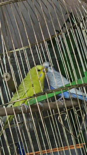 زوج بادجي بالصلاة على النبي