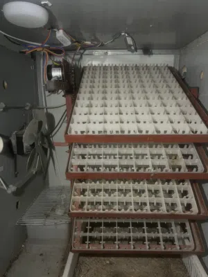 فقاسة بيض اوسكار الاصليه بحالة الوكاله