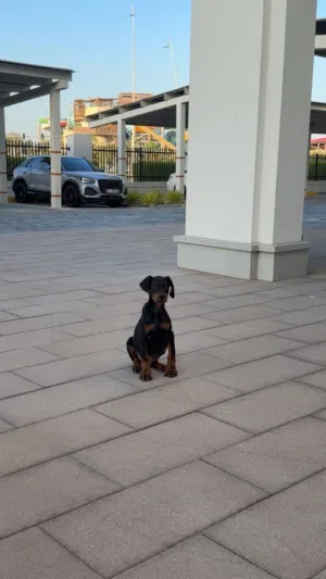 Purebred Doberman Puppy