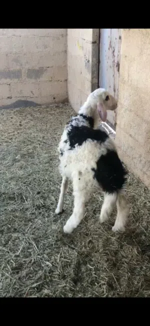كبش وجاعده للبيع