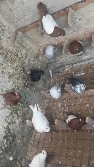 62 حبة للبيع كوم فقط