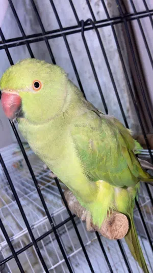 للبيع دره نثيه أليف