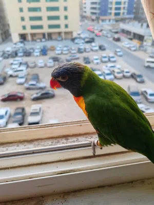 Rainbow lorikeet urgent basis