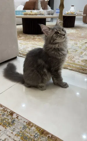 ماين كون mainecoon