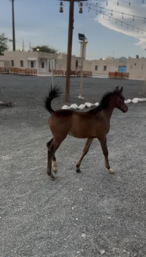 فلو عربي للبيع
