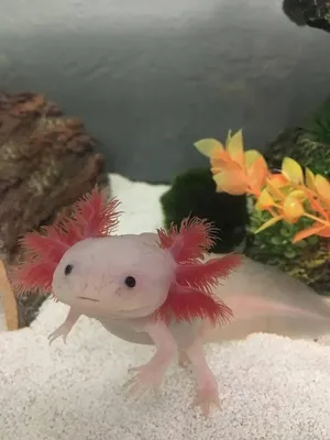 Fish0