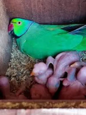 Breeding Pair for sale .79.80.call.89.61