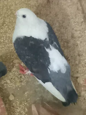 حمام للبيع
