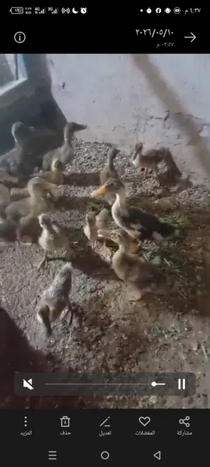 بش رصاصي مصري  وبيهن زوج اسود