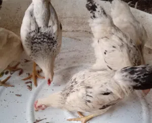 دجاج للبيع بريالين ونص الحبه